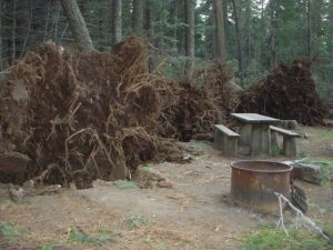 Calaveras Big Trees State Park Remains Closed