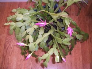 Christmas Cactus
