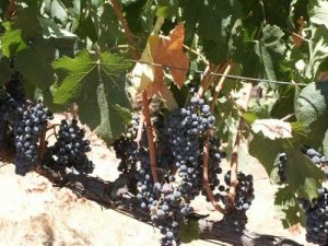Wineries Fight Direct To Consumer Regulations