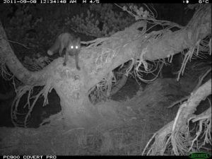 Rare Fox Spotted In Tuolumne County