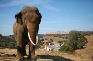 Bill Seeks To Altogether Ban Ivory For Profit