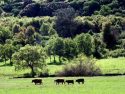 Cattle