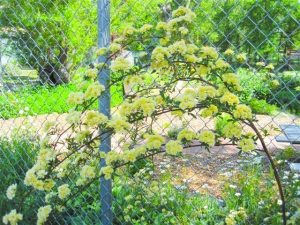 Pruning Roses for Spring and Summer Beauty