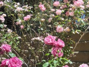 Control Garden Pests with Inexpensive, Safe Methods