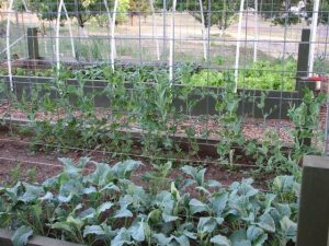 Vegetable Gardening