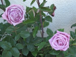 Brighten Your Garden with Roses