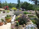 Pond with Flowers