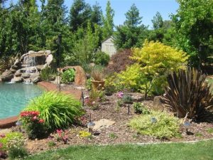Garden Reflections: Last Year’s Lessons