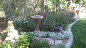 Join the Great Backyard Bird Count