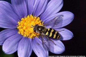 Hover Flies, a Gardener’s Friend