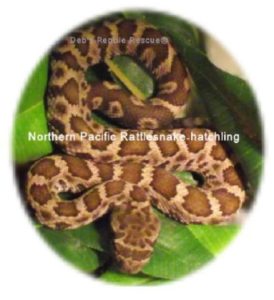 A Snake in the Grass: Rattlesnakes in Gardens