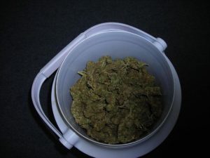 A Pound Of Pot Bust