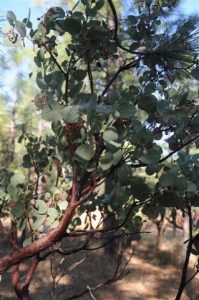Manzanita, A Landscape Dynamo