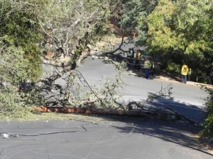Tree Falls On Power Pole