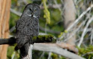 Technology Helping Endangered Yosemite Owl