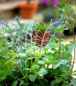 The Everlasting Herb Garden