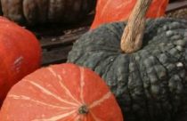 Pumpkins & Butternut Squash