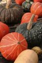 Pumpkins & Butternut Squash