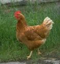 A Chicken