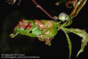 Winter Fruit Tree Care
