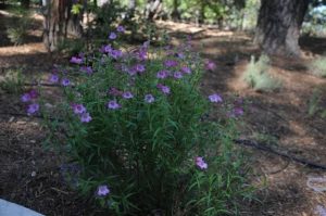 Creating a New Native Garden