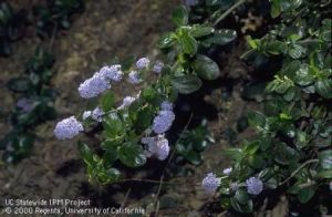 Lilacs