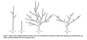 Avoid Pruning Apricots and Cherries in Cool Season