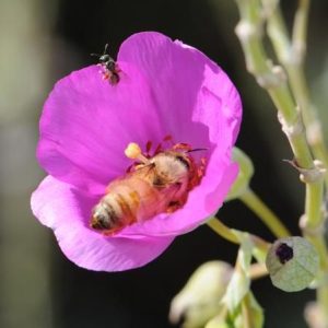 Gardening with a Sense of Purpose