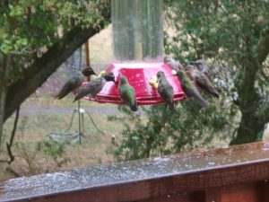 How To Make Your Garden Humm