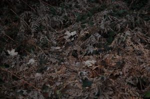 Fire-Safe Landscaping