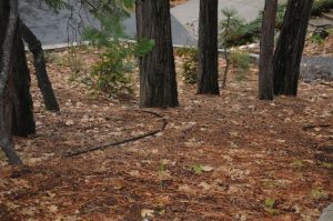 Organic Mulches:  Better Soil, Better Plants