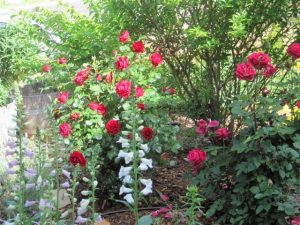 Searching for Serenity in a Home Garden