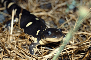Endangered Salamander Could Derail Solar Project