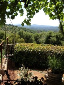 Backyard Orchards