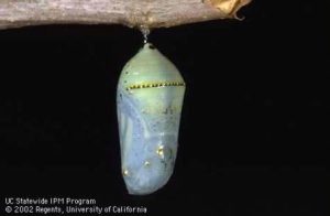 Create a Habitat for the Monarch Butterfly