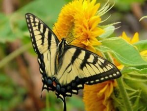 If Your Garden Is Knee Deep In Ordinary, Try A Sunflower
