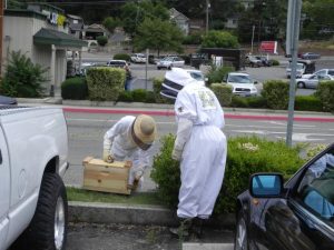 Local Business Becomes A Hive
