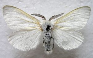Moth Infestation Scare
