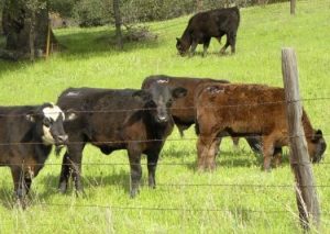 Agriculture Business In Calaveras Improves