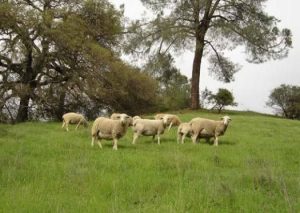School Sheep Shot
