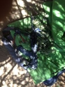 Rifle And Ammunition Found In Marijuana Garden