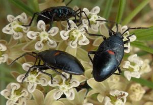 Border Plant Bugs