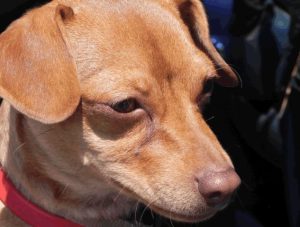 First Dog Park Opens In Sonora