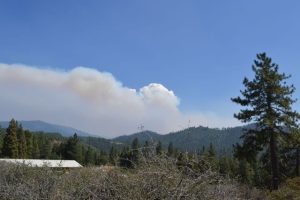 Scientist Assess The Rim Fire