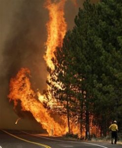 Yosemite Opens Rim Fire Areas
