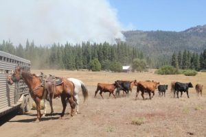 Assistance For Private Landowner Fire Recovery
