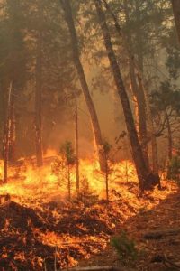 Teaming Up To Tackle Forest Resiliency
