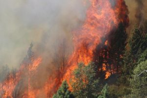 Feds Head Up Rim Fire Prosecution
