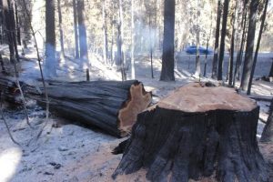 Rim Fire Fight Continues