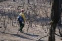 Soil Scientist evaluating a burned area of Rim Fire